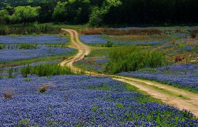 Bluebonnet Road by Louise Richardson
